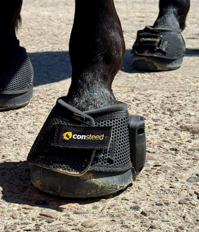 Pferd mit CONSTEED Hufschuhen zur Unterstützung von Hufschutz, Beweglichkeit und gesunder Belastung im Alltag und Training. Betreuung und Beratung durch Susanne Helmert in der Region Cuxhaven, Stade und Bremervörde.