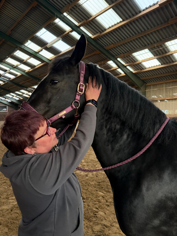 Susanne Helmert behandelt ein Pferd osteopathisch im Rahmen der Pferdeosteopathie. Ganzheitliche manuelle Therapie zur Unterstützung von Beweglichkeit und Pferdegesundheit in der Region Cuxhaven, Stade und Bremervörde.